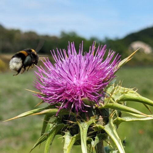 Técnicas naturales con enfoque holístico. Naturopatía integrativa