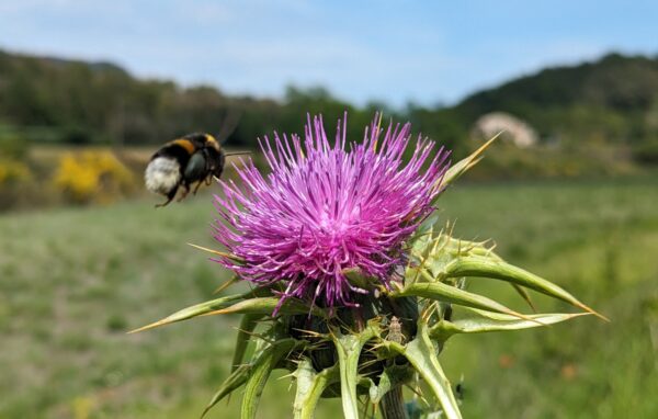 Técnicas naturales con enfoque holístico. Naturopatía integrativa