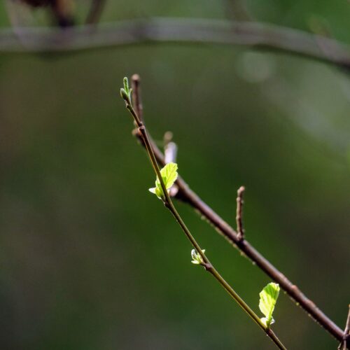 Naturaleza medicinal Albaraque