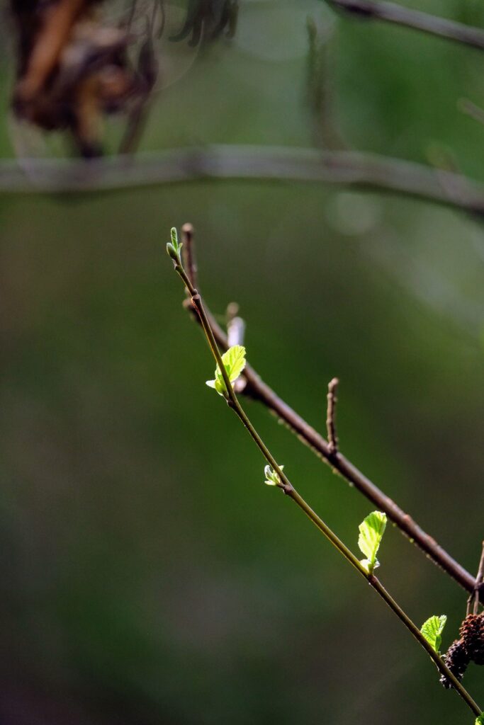 Naturaleza medicinal Albaraque