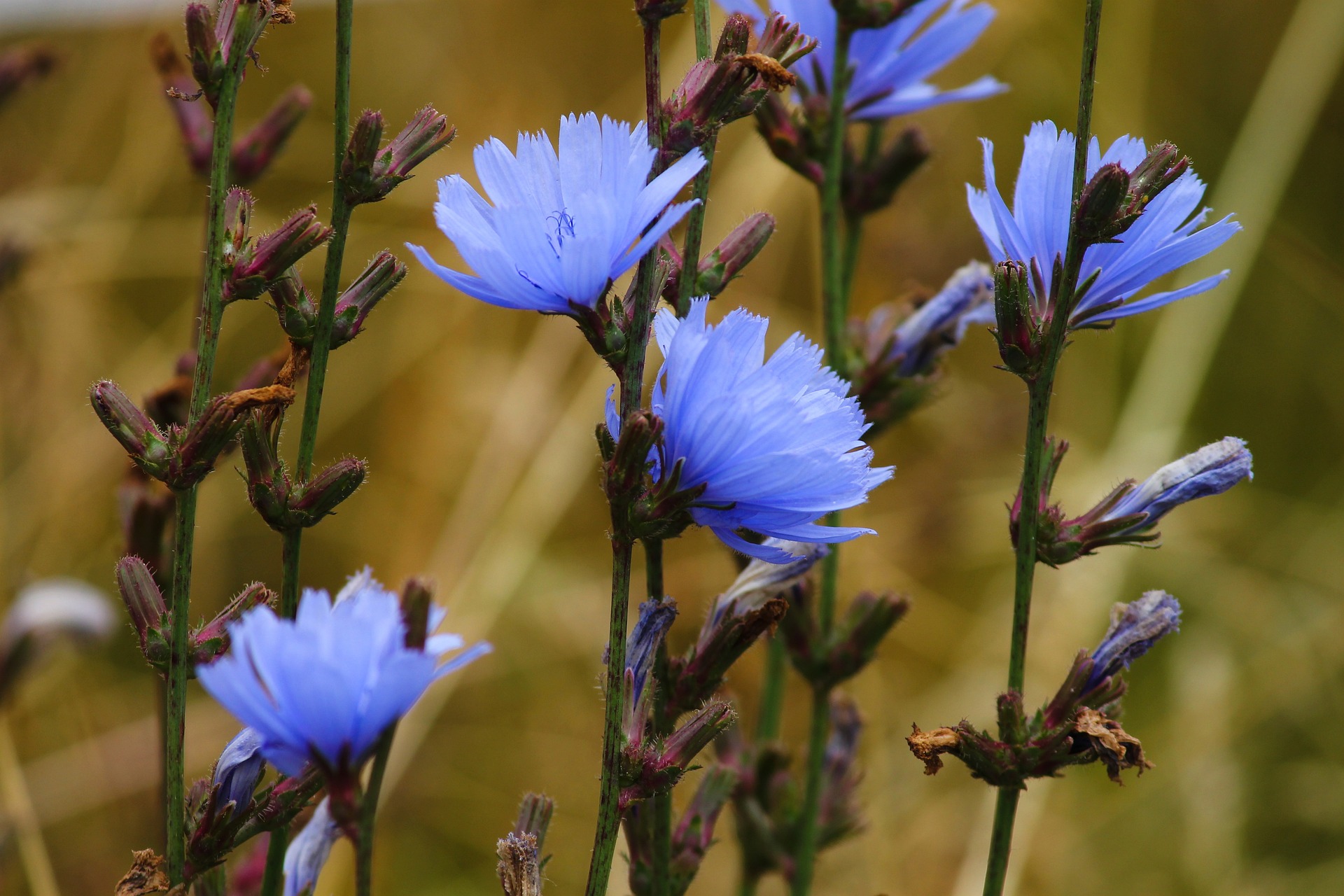 Flor de Achicoria, buen remedio para la cistitis