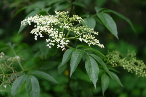 Bienestar Natural con naturopatia y medicina holística