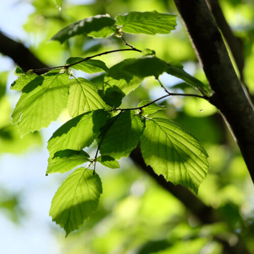 Albaraque naturopatia. Salud holistica para el bienestar integral