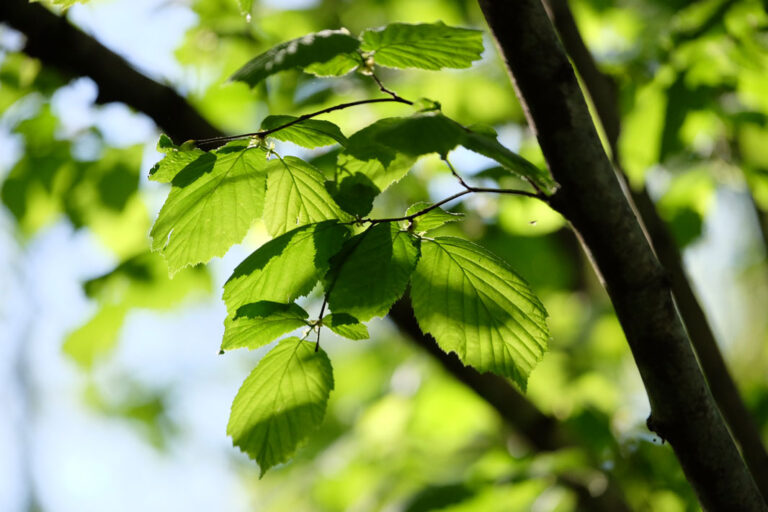 Albaraque naturopatia. Salud holistica para el bienestar integral