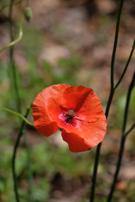 Amapola: planta medicinal, remedio casero. Fitoterapia Albaraque Naturopatia