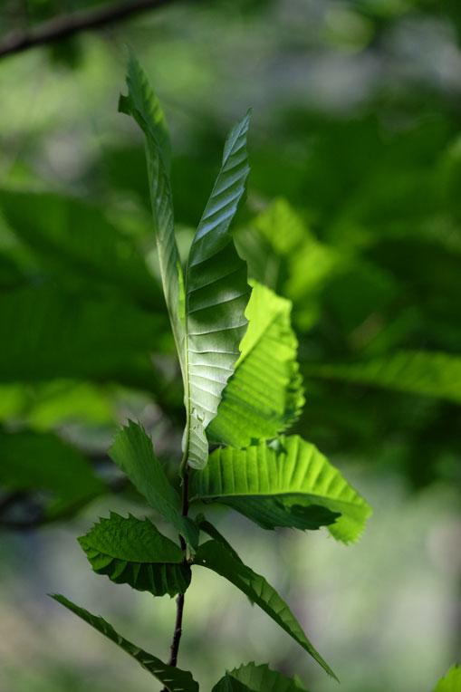 Albaraque naturopatia. Salud holistica para el bienestar integral