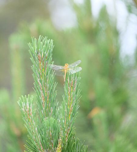 Estudio COMPRENDE tu síntoma: lectura psicosomática con NMG y biodescodificación en Albaraque NATUROPATIA Catalunya