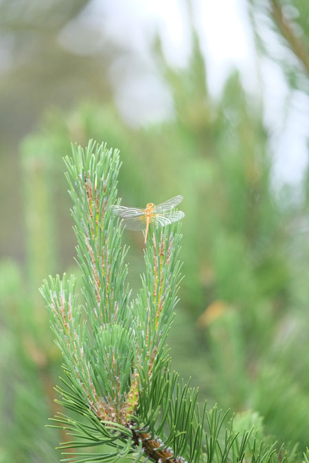 Estudio COMPRENDE tu síntoma · Albaraque - Naturópata Online Estudio COMPRENDE tu síntoma: lectura psicosomática con NMG y biodescodificación en Albaraque NATUROPATIA Catalunya