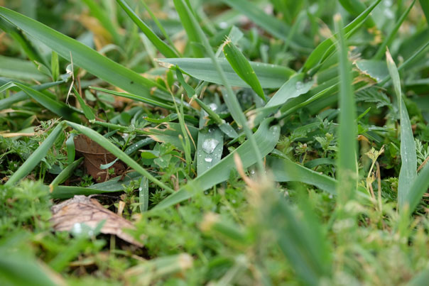 Salud holística y Bienestar integral con Remedios Naturales Tradicionales en Albaraque. Naturopata Catalunya Online