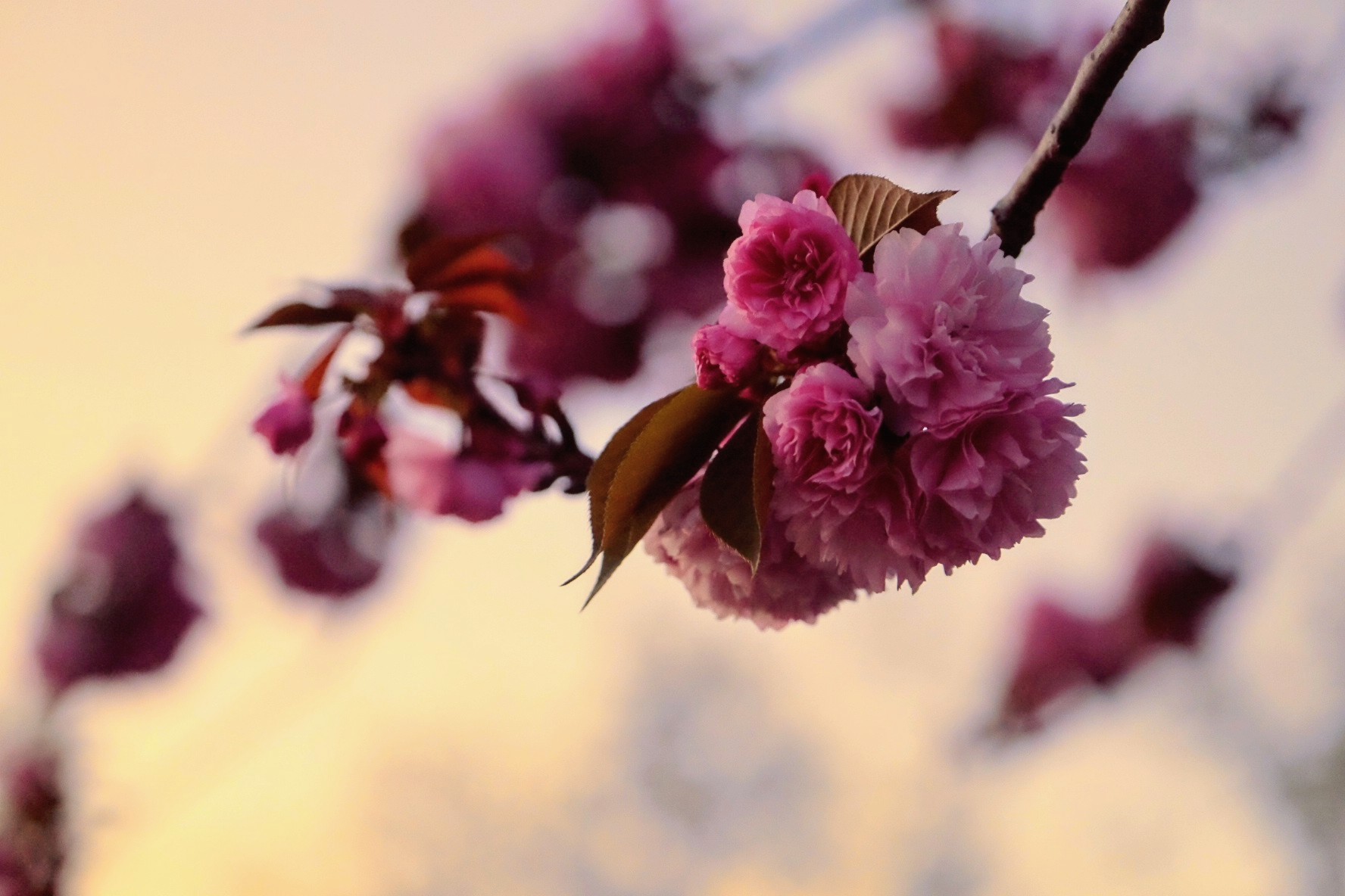 Albaraque NATUROPATIA: Terapia holistica para equilibrar el sistema nervioso