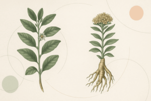 Ilustración botánica de ashwagandha y rhodiola para un uso de adaptógenos con cabeza y seguro