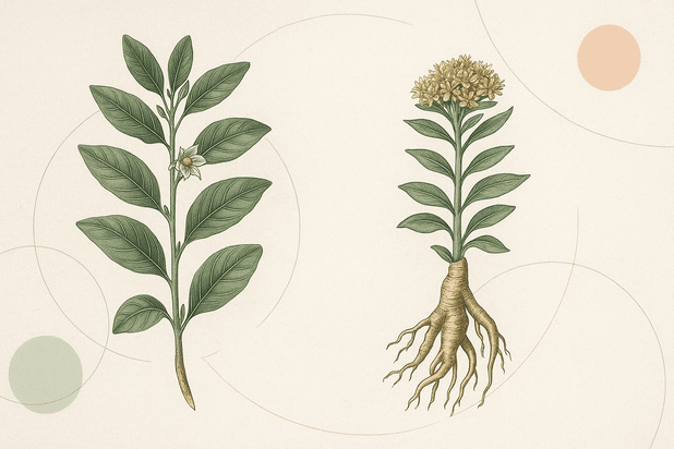 Ilustración botánica de ashwagandha y rhodiola para un uso de adaptógenos con cabeza y seguro