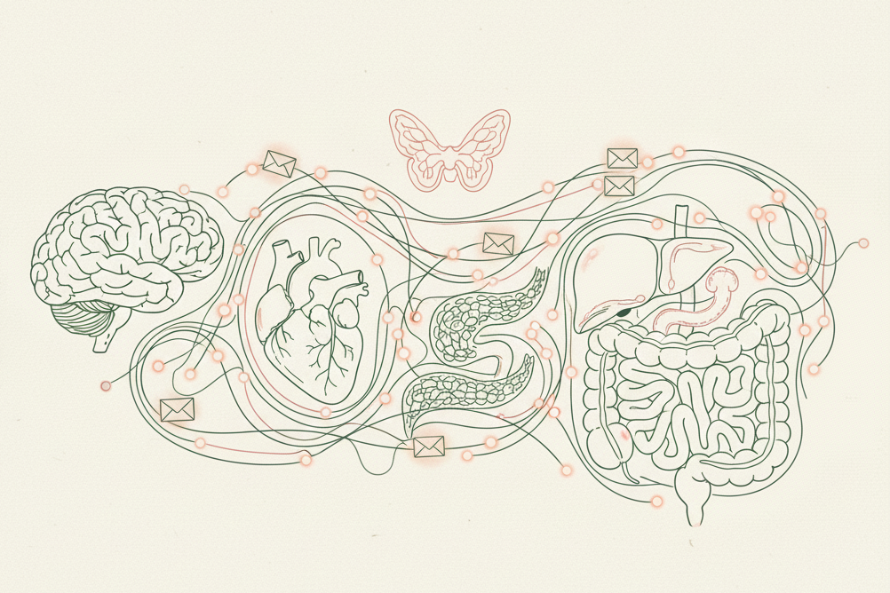 Hormonas y sistema endocrino: tratamientos naturales en Albaraque - Consulta de Naturopatía Online
